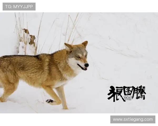 狼图腾的低语：现代都市中的“三只狼”生存法则